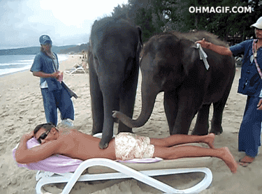 Elephants giving massage on Thailand beach