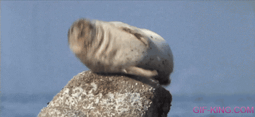 seal with hiccups