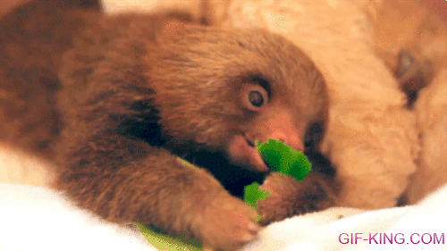 Cute Baby Sloth Eating Leaf