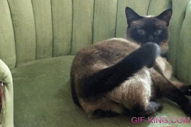 Cat Fight With Her Tail