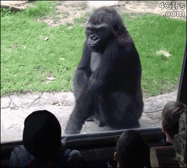 gorilla scares kids