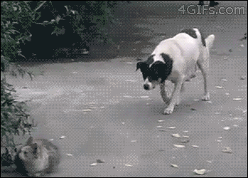 sneaky dog attacks cat