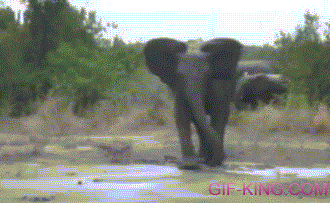Elephant Slip Fail