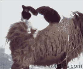 cat rides sheep