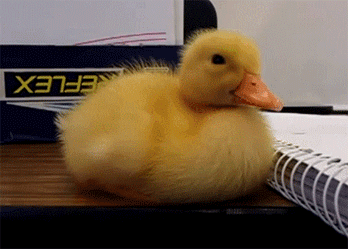 Baby duck can't stay awake