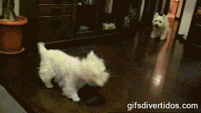 dogs running into each other