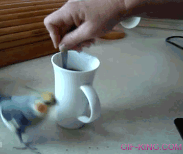 Cockatiel vs. Coffee