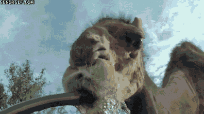 camel drinks from the hose
