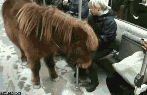 Pony Travelling with S-Bahn Subway in Berlin