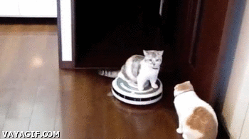 Roomba cat slap