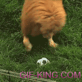 Lion Playing With Soccer Ball Like A Cat