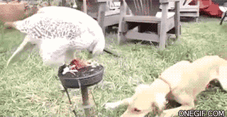 hawk shares lunch with dog