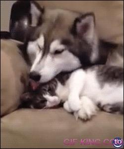 Husky Grooms Cat While Pomeranian Has His Way With a Pillow