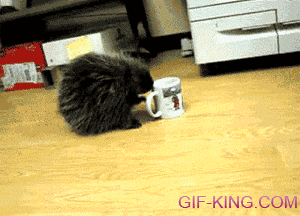 Morning Coffee With Porcupine