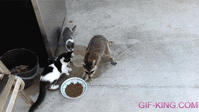 Raccoon Steals Cat Food