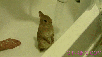 Bunny Shower