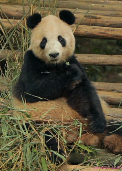 Panda Chewing Bamboo