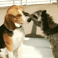 Raccoon wants a puppy kiss