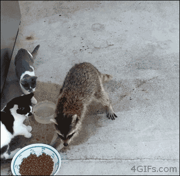 funny raccoon stealing cats
