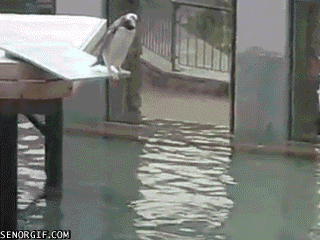 Clumsy Penguin
