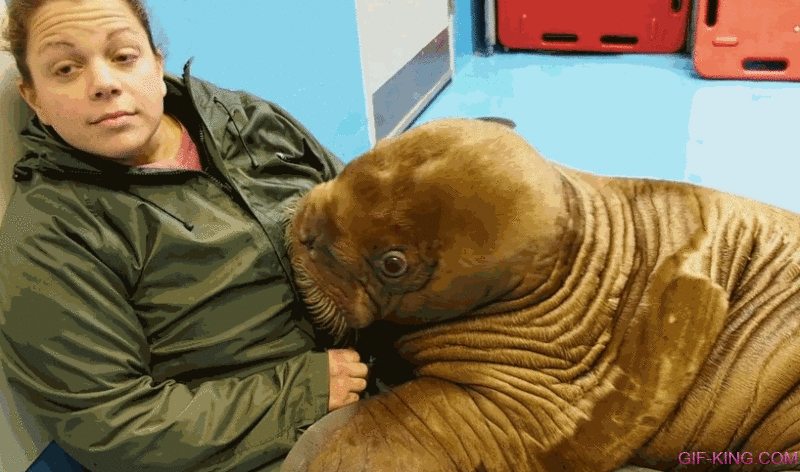 Walrus Puppy