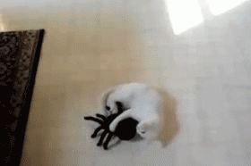 Cat Play With Spider Toy