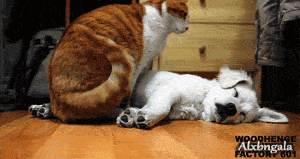 The Relationship Between Cat and Dog