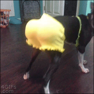 Dog Twerking