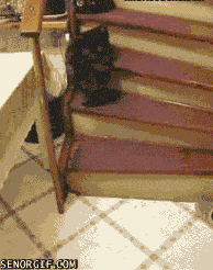 Cat Rolling On The Stairs
