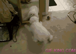 Puppy's Reaction As It Sees Its Reflection In The Mirror