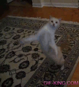 Weird Cat Dancing