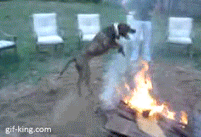 Funny animal gifs dog jumps-over-fire