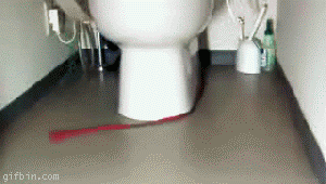 Cat cashing its leash around the toilet