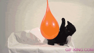 Kitten pops water balloon in slow motion