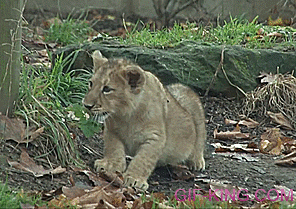 Startled Lion Cub