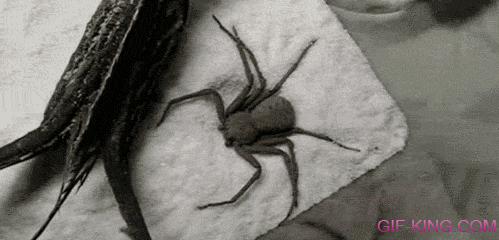 Nope Spider