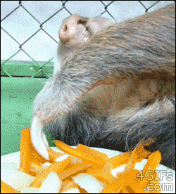 lazy sloth eats carrots