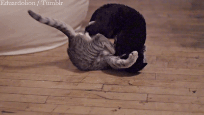 cats fighting in slow motion