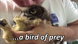 a bird of prey