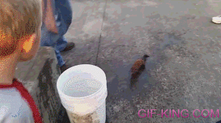 Mink Steals Food From A Fishing Bucket Play