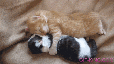 Kittens snuggling