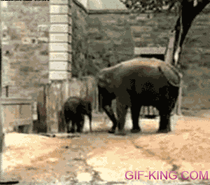 Giant Elephant Scared Of Tiny Squirrel