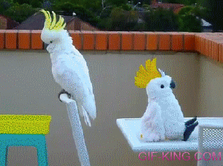 Cockatoos Meet An Imposter