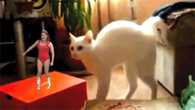 Cat walks on two legs
