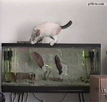 Cat gets bit by fish