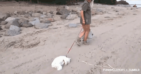 Taking the cat for a walk