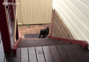 funny dog gif