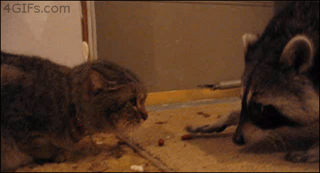 Raccoon steals the cat food