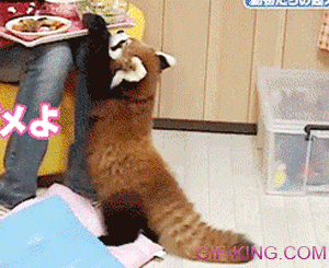 The Hungriest Red Panda