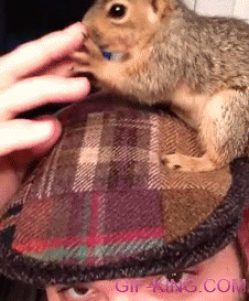 squirrel on the hat